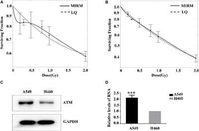 The Role and Mechanism of ATM-Mediated Autophagy in the Transition From Hyper-Radiosensitivity to Induced Radioresistance in Lung Cancer Under Low-Dose Radiation